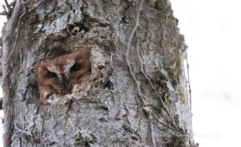 Red Morph Easter Screech Owl Great Bird Pics