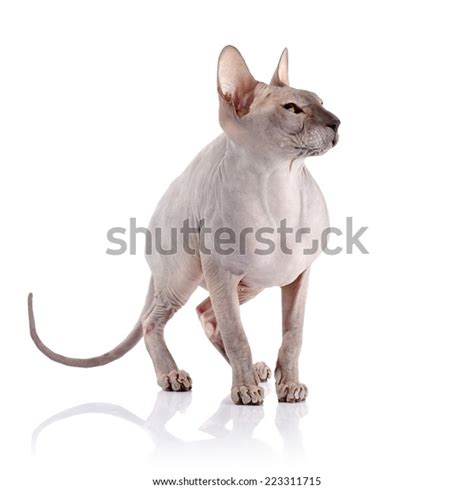 Bald Cat Cat Breed Sphinx Naked Stock Photo Shutterstock