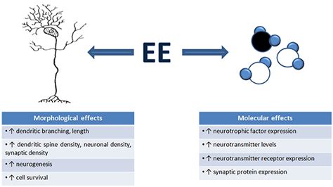 Frontiers Environmental Enrichment And The Sensory Brain The Role Of