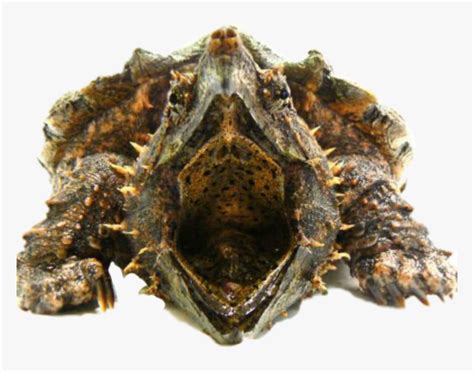 Turtle Snappingturtle Dead Alligator Snapping Turtle Hiden Head Hd