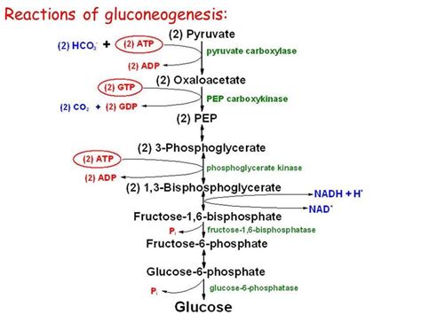 Introduction To Gluconeogenesis On The Mcat