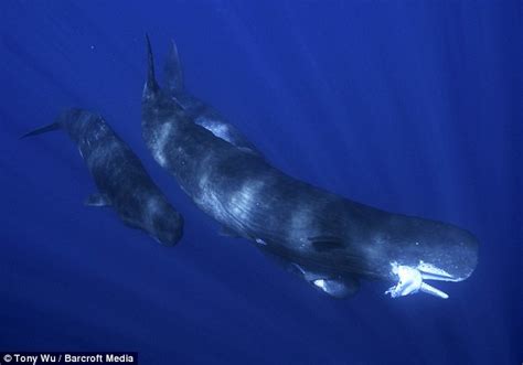 Moby Dick comes to life: The astonishing rare images of a sperm whale ...