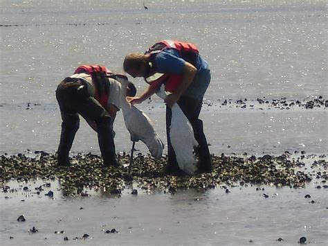 Whooping Crane Experiment At Aransas National Wildlife Refuge