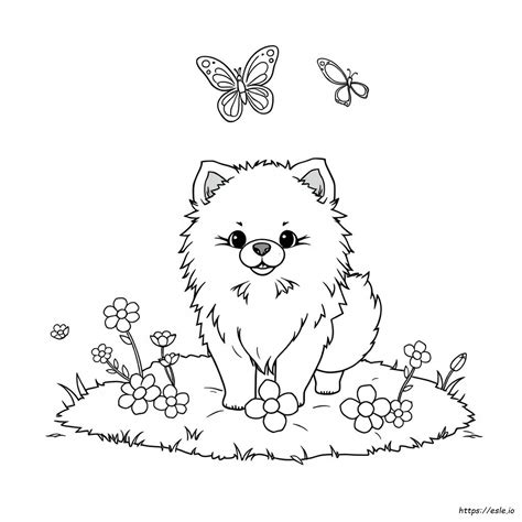 Cute Pomeranian Coloring Pages