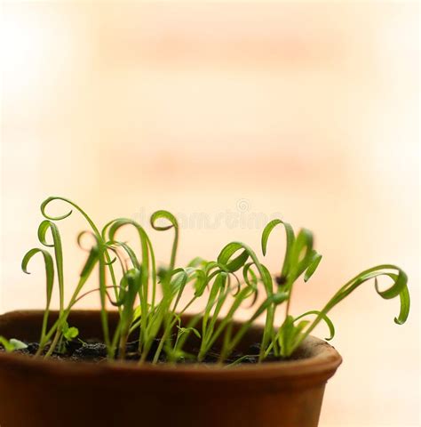 Spinach Sprouts Seeding In Pot Close Up Phot On White Backgound Stock