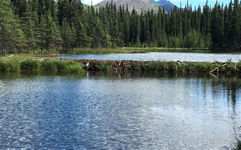 Hiking Horseshoe Lake Loop Trail- Denali - The Good, The Bad and the RV