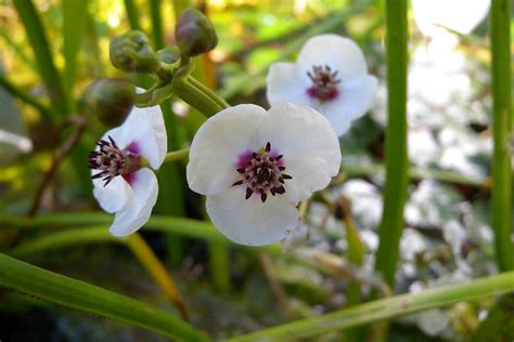 De Beste Inheemse Vijverplanten Voor Je Vijver Gardeners World