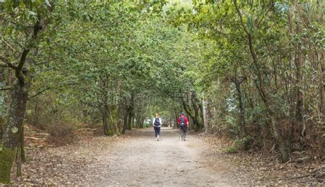 Pilgrims Walking In The Forest Along The Camino De Santiago Galicia