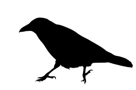 Download High Quality crow clipart silhouette Transparent PNG Images ...