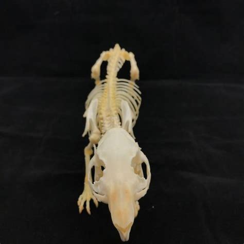 Guinea pig skeleton, real bone, available for purchase at natur.