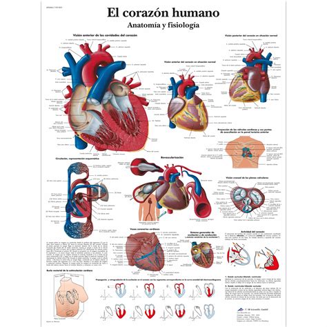 El corazón humano Anatomía y fisiología 4006841 VR3334UU