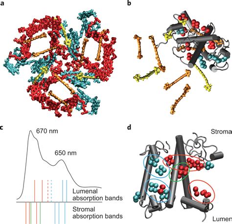 Structure and spectroscopy of the major light-harvesting complex of ...