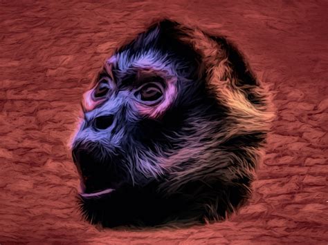 Macaco Animais Selvagens Primata Imagens Grátis No Pixabay Pixabay