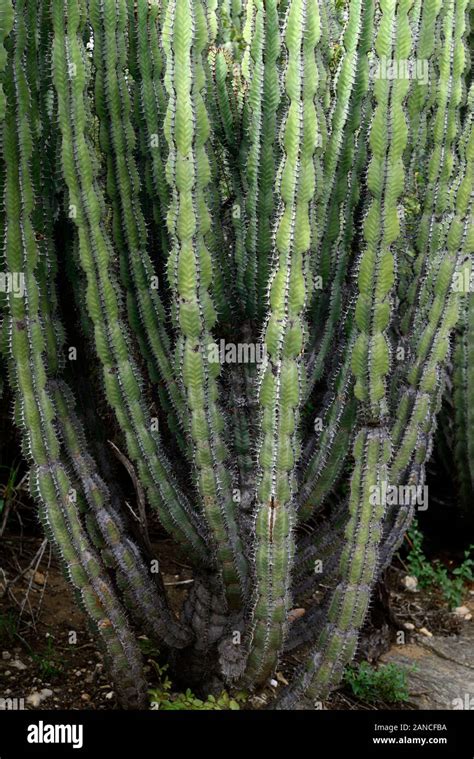 Euphorbia Virosaboom Or Poison Treespurgespurgeseuphorbiaceae