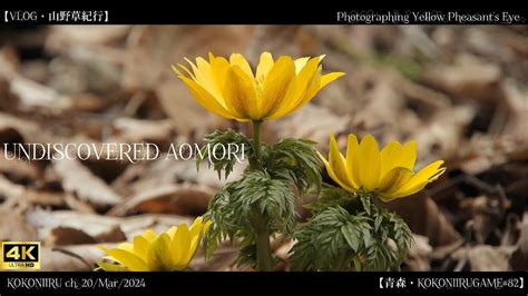 Vlogaomoriphotographing Yellow Pheasant S Eye Mar