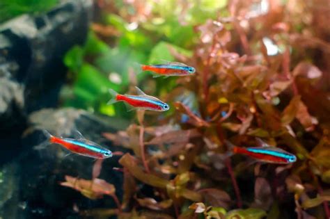 How Many Neon Tetras In A 10 Gallon Tank 2024 Guide