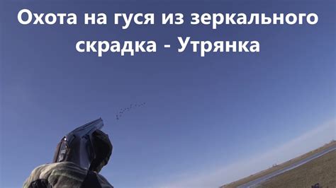 Охота на гуся из зеркального скрадка - Утрянка - YouTube
