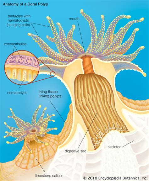 Details Polyp | zoology | Britannica Guide
