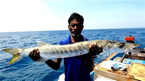 Catching Barracuda Fish Queen Fish Tarpon Fish In The Deep Sea Youtube