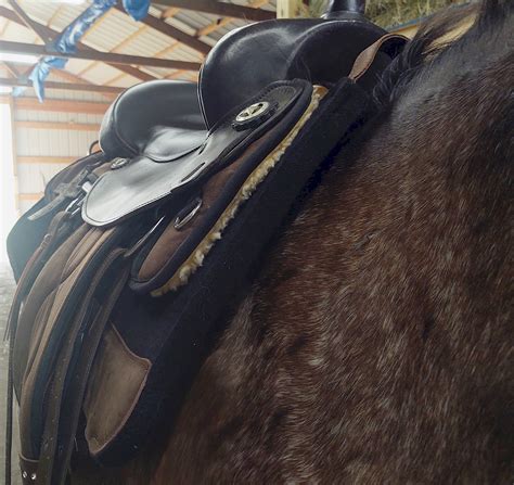 Total Saddle Fit Perfect Saddle Pad Review - Decidedly Equestrian