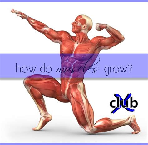 How Muscles Grow The Science Behind It