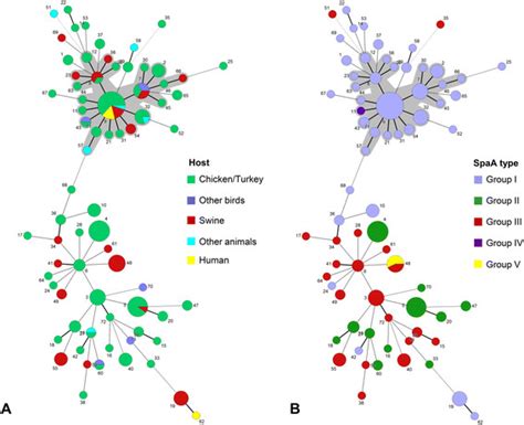 Minimum Spanning Tree Based On Allele Profiles Of E Rhusiopathiae