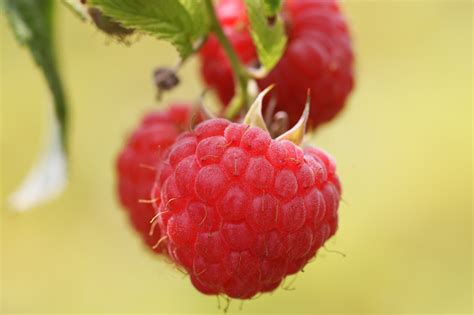 Rubus Idaeus Tulameen Rozenpot 2 Liter Framboos Ten Elsen Boom En