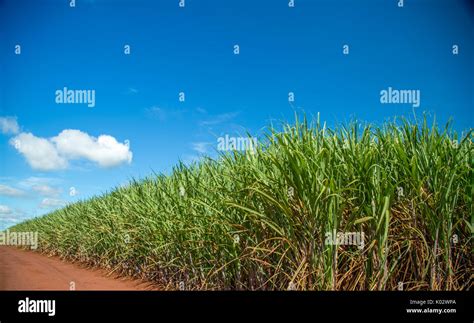 Sugar cane plantation Stock Photo - Alamy