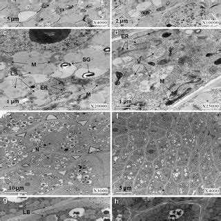 Sds Page Of Soluble Proteins In Maize Embryos During Seed Development