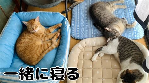 姉猫にくっついて離れ様としない弟猫と無抵抗な姉猫。 Youtube