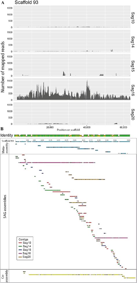 Genome Coverage And Alignment Of Contigs To Scaffold In The