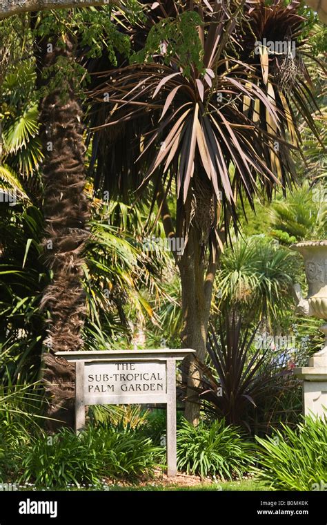 The Sub Tropical Palm Garden At Ventnor Botanic Gardens Isle Of Wight