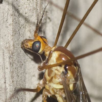 Tiger Crane Fly Nephrotoma Bugguide Net