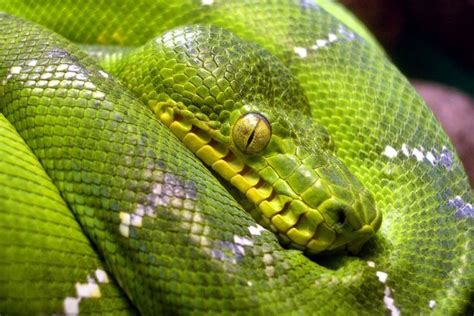 Собакоголовый удав