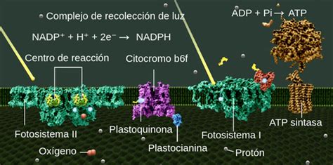 Reacción Luminosa Labster Theory