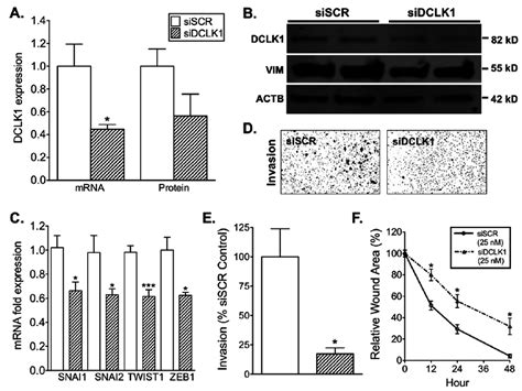 Sirna Mediated Knockdown Of Dclk1 Reduces Emt Factor Expression