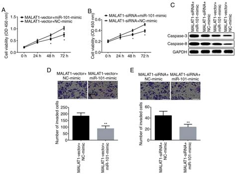 LncRNA MALAT1 Promotes Cell Proliferation And Invasion By Regulating