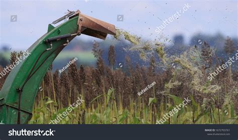 Harvesting Sorghum Silage Cattle Feeding Stock Photo 1672703761 ...