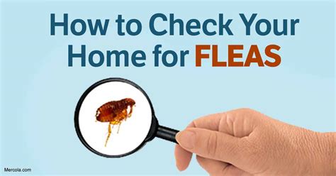 How to Get Rid of Fleas Naturally