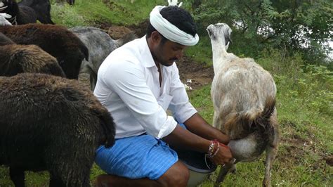 Goat Milking And Making Goat Milk Cheese How To Make Cheese From Goat