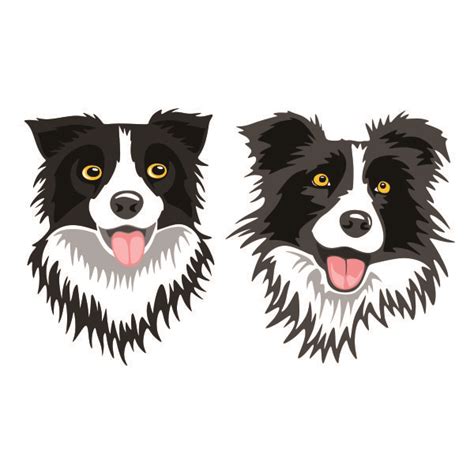 Border Collie Cuttable Design | Apex Embroidery Designs, Monogram Fonts & Alphabets