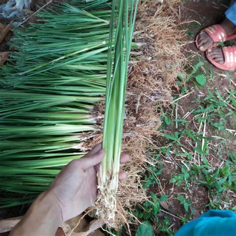 Jual Bibit Rumput Vetiver Akar Wangi Tanaman Pencegah Erosi Tebing