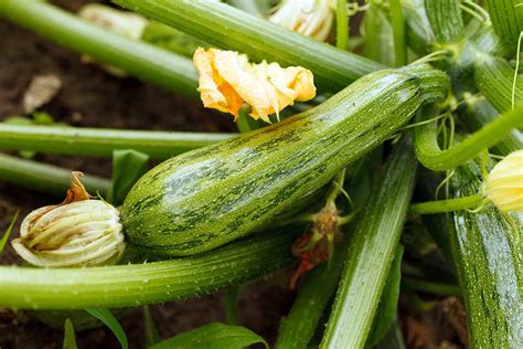 When And How To Harvest Zucchini Gardeners Path