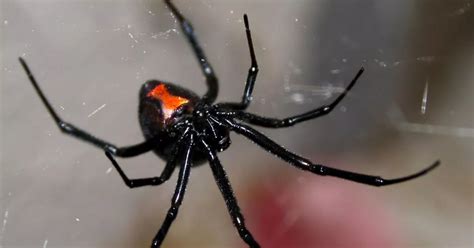 Dozens Of Deadly Black Widow Spiders Discovered In Uk After Breeding On Journey From America