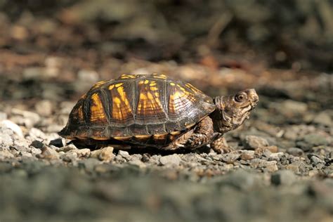 Can Box Turtles Live In Water