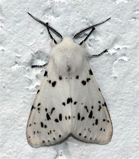 White Moth With Black Spots Hyphantria Cunea Bugguidenet