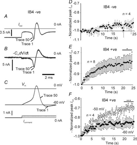 Action Current Amplitude During 2 Hz Suprathreshold Stimulation In Ib4