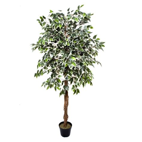 Artificial Variegated Ficus Tree Potted Plant 180cm6ft