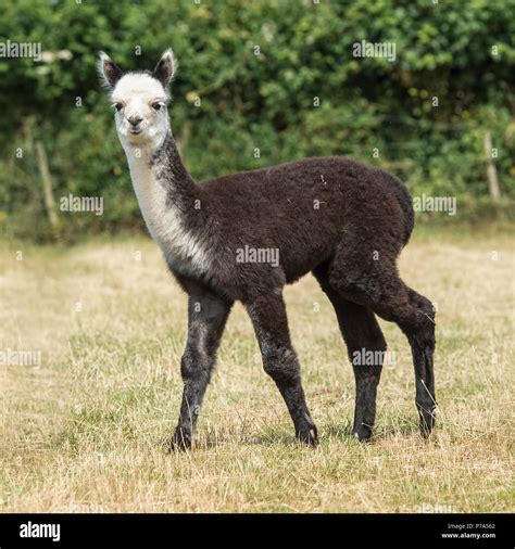 Alpaca Stock Photo Alamy