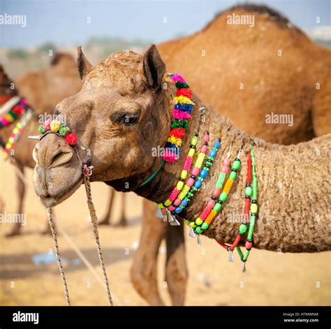 Decorated camel hi-res stock photography and images - Alamy